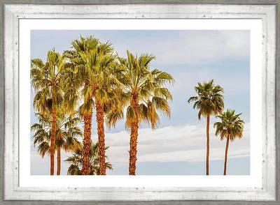 Palm Trees Palm Springs California 0305 Framed Print